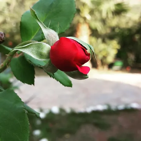 Privatunterkunft Eva Bungalow Olympos