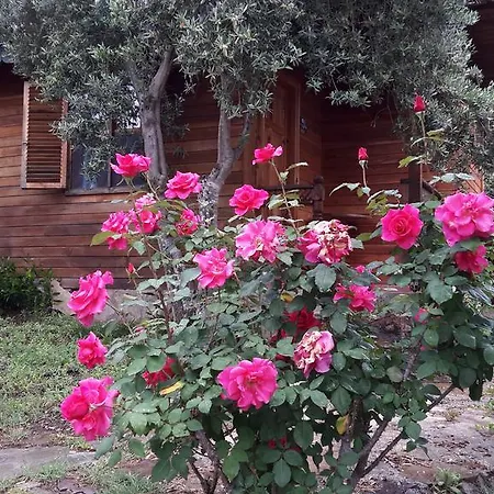 Eva Bungalow Olympos